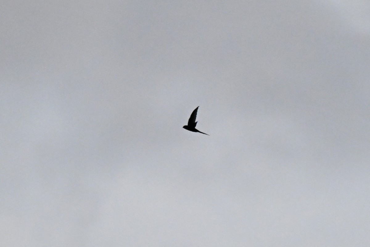 rorýs vidloocasý - ML646212676