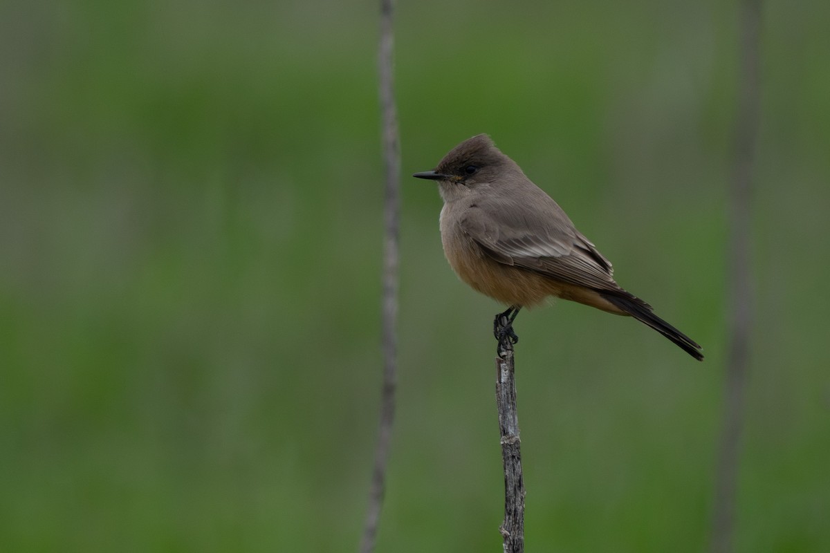 Say's Phoebe - ML646212677