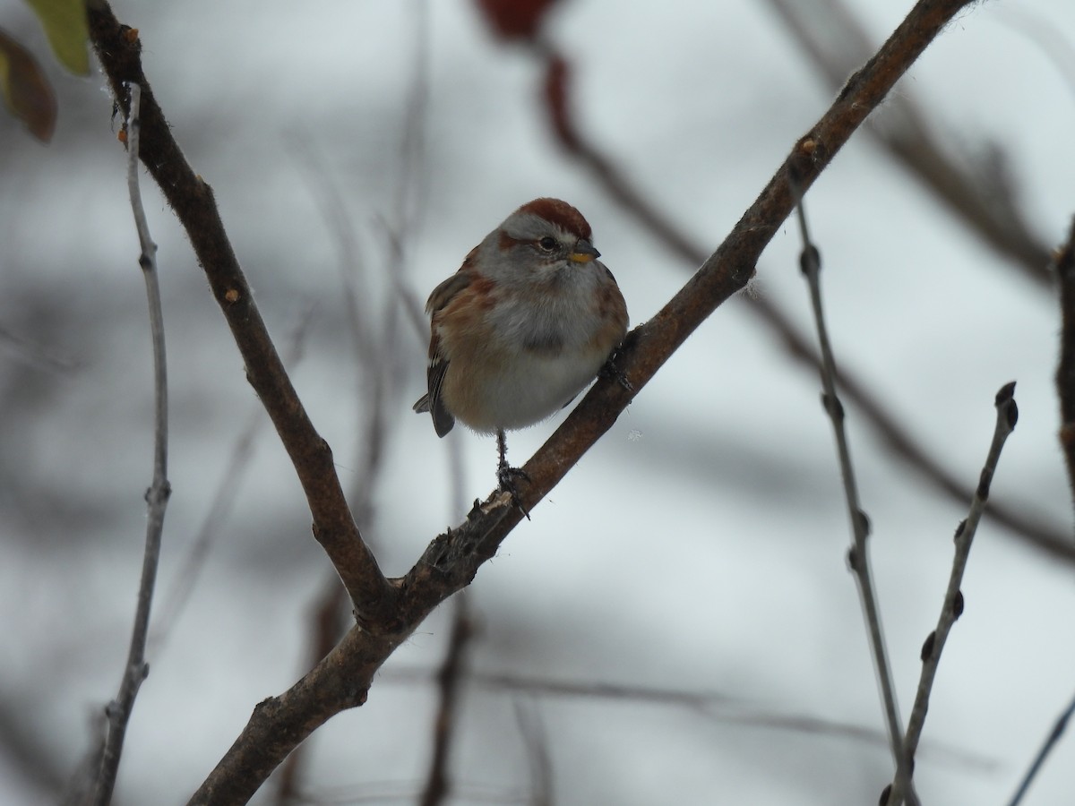 strnádka pokřovní - ML646212679