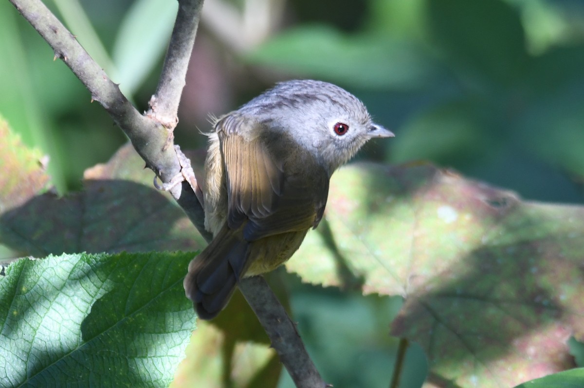 Yunnan Fulvetta - ML646212682