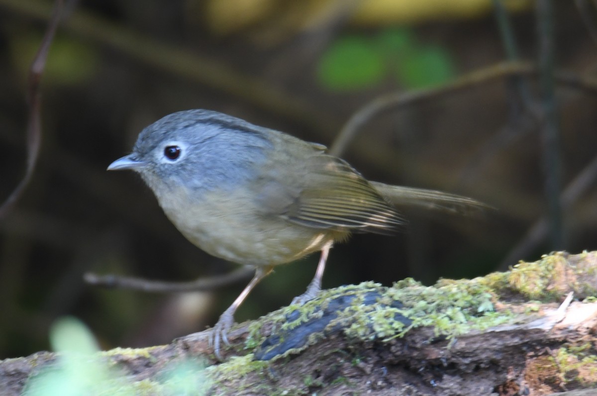 Yunnan Fulvetta - ML646212683