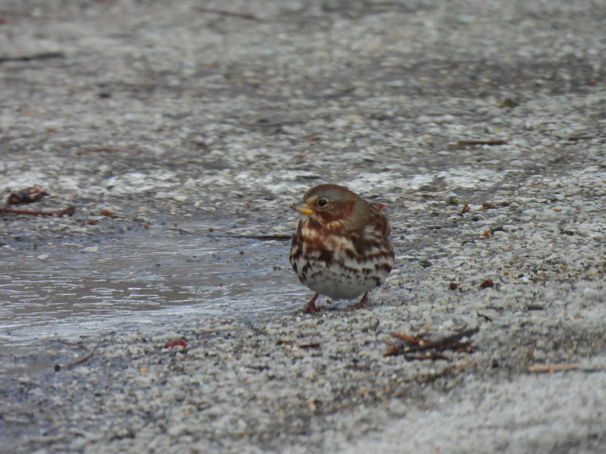 strnadec kaštanový - ML646212684