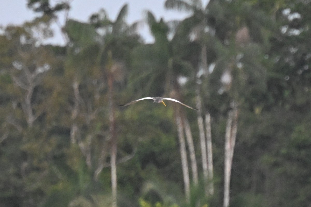 rybák žlutozobý - ML646212685