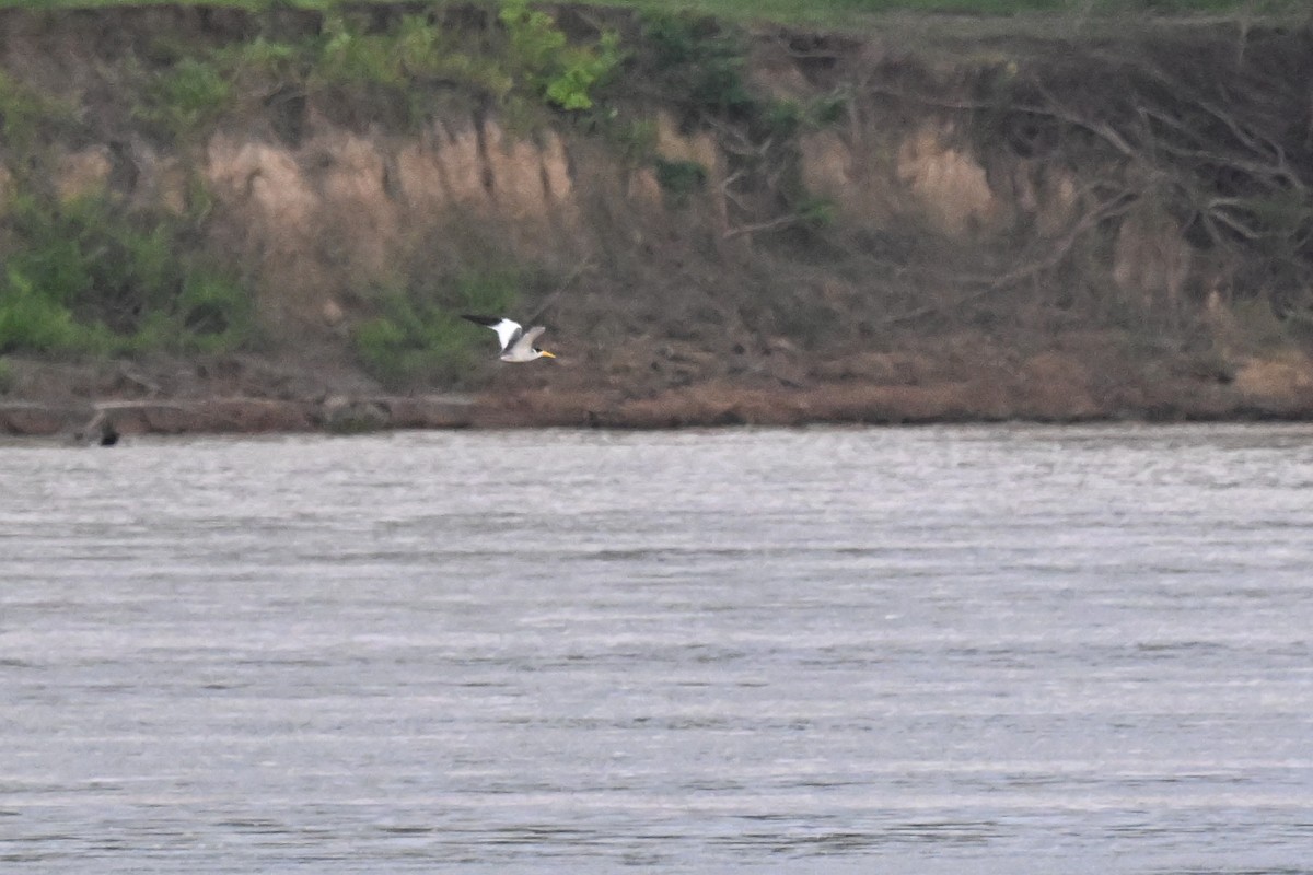 rybák žlutozobý - ML646212686