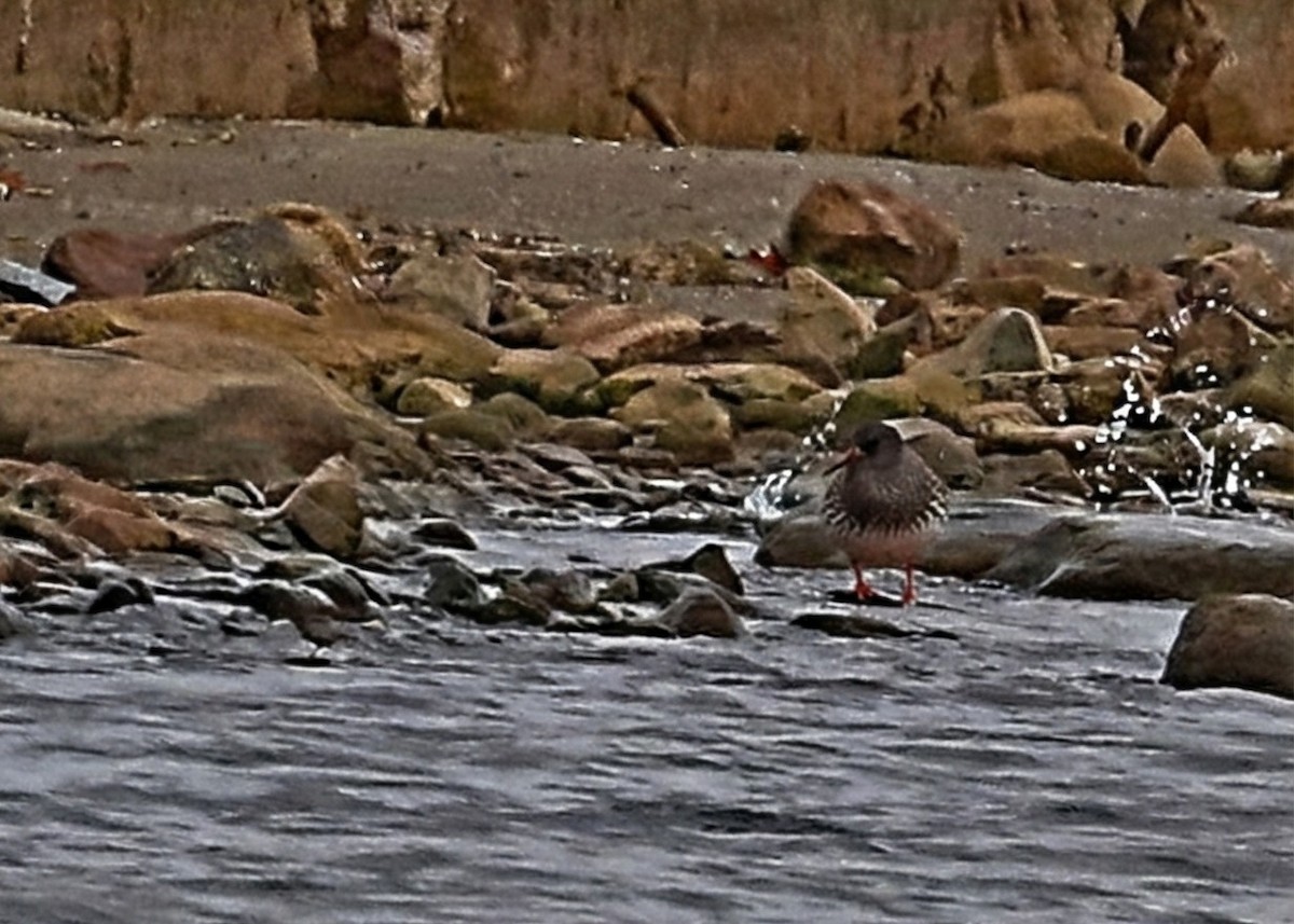 jespák mořský - ML646212687