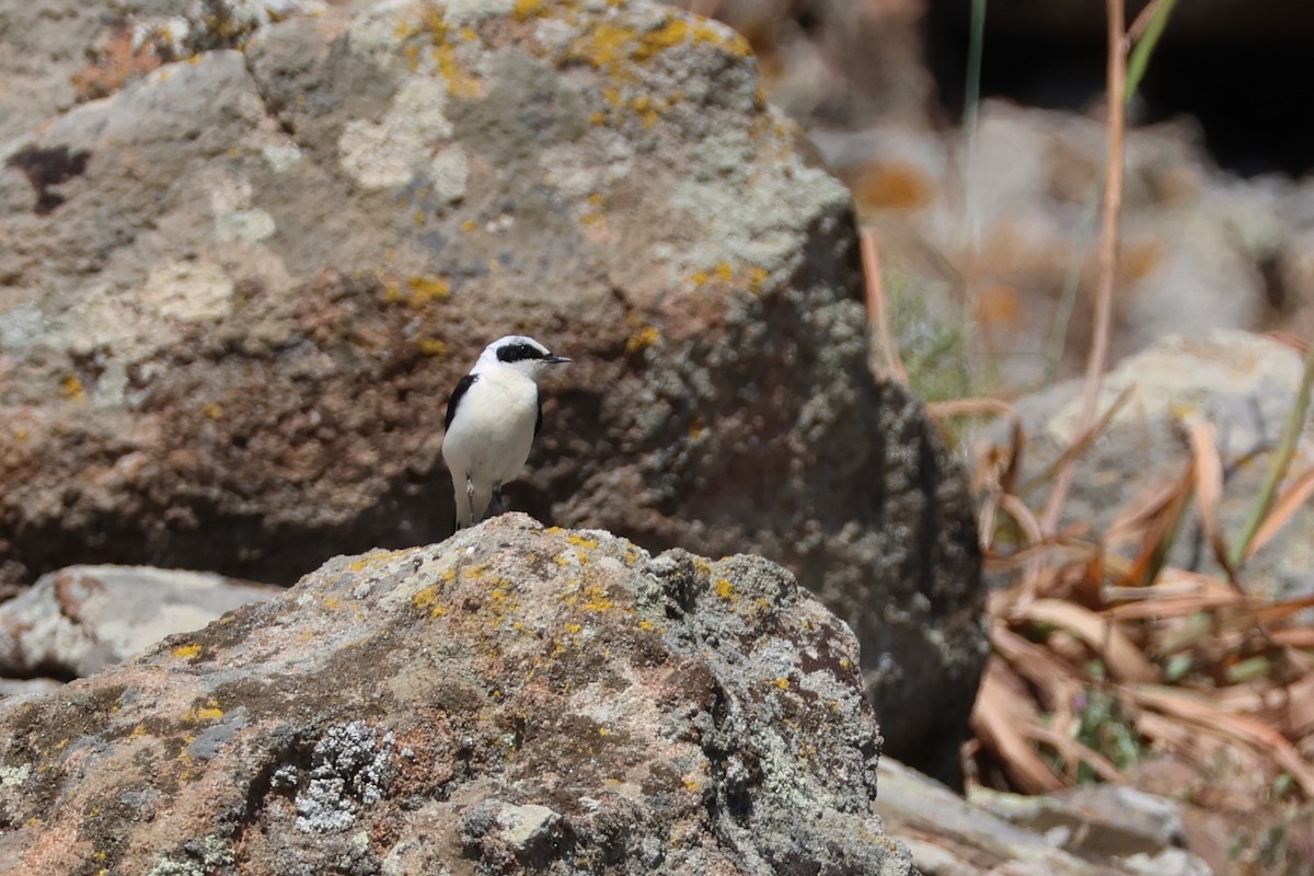 bělořit škraboškový - ML646212688