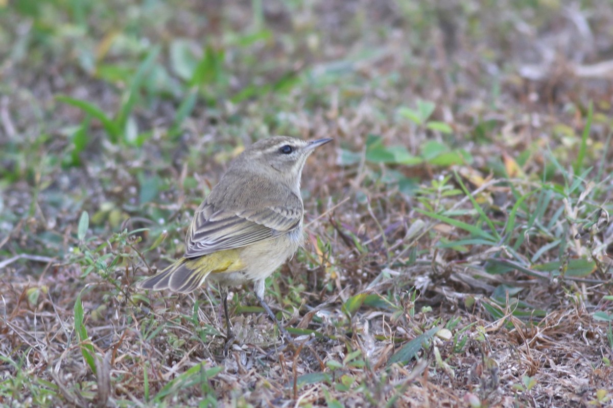 lesňáček bažinný (ssp. palmarum) - ML646212689