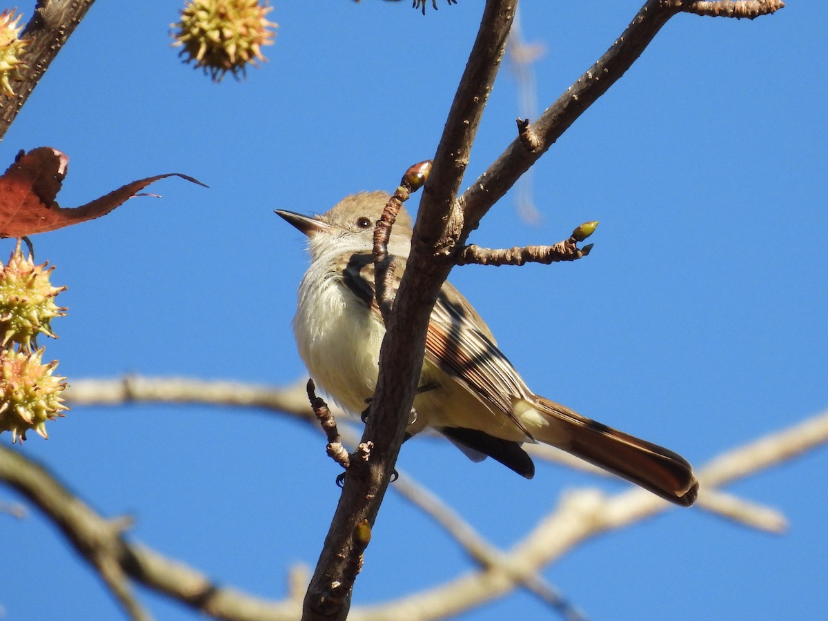 Ash-throated Flycatcher - ML646212691