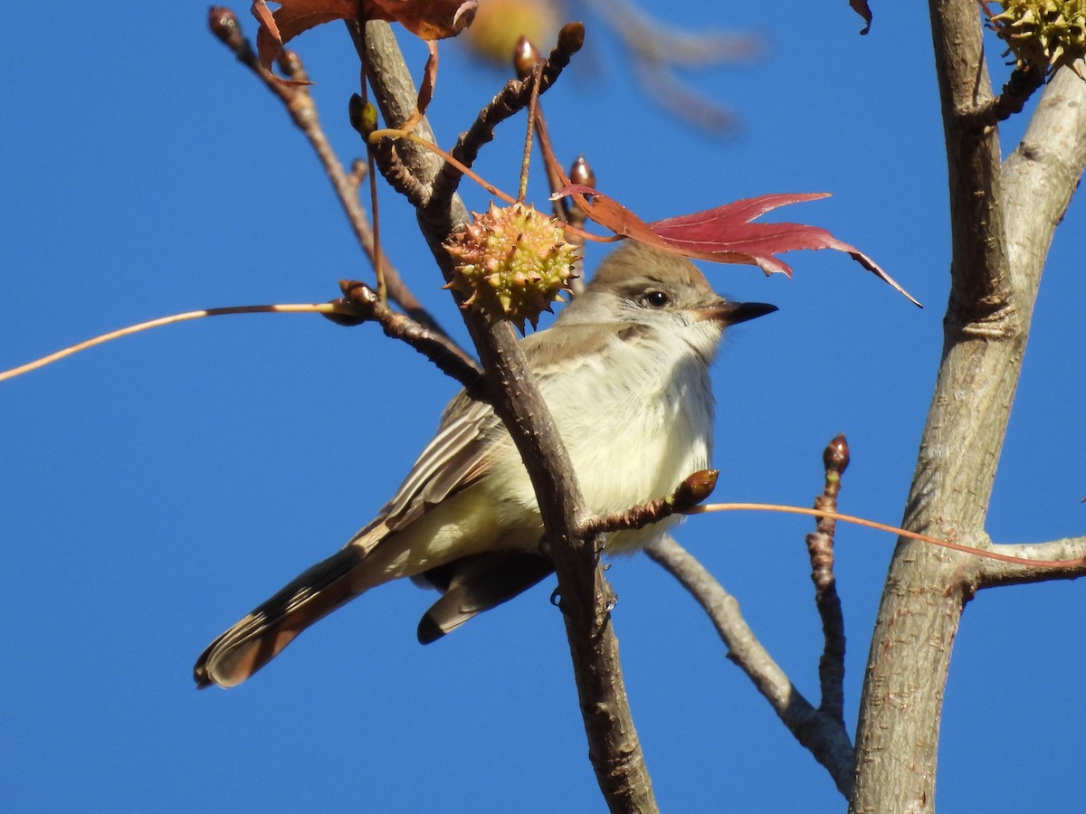 Ash-throated Flycatcher - ML646212692