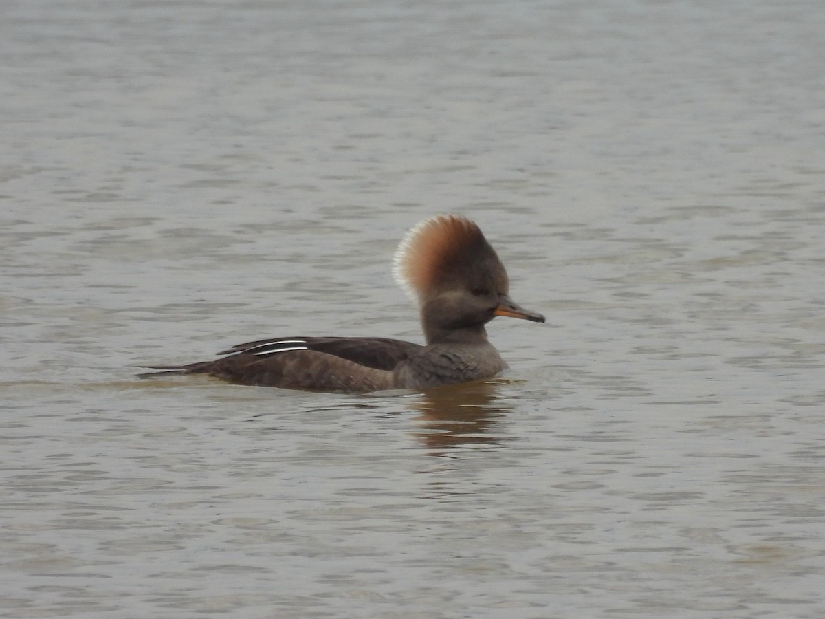 morčák chocholatý - ML646212698