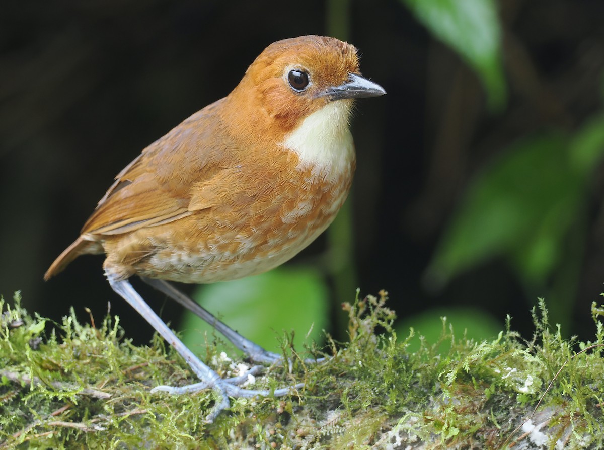 Red-and-white Antpitta - ML646212699