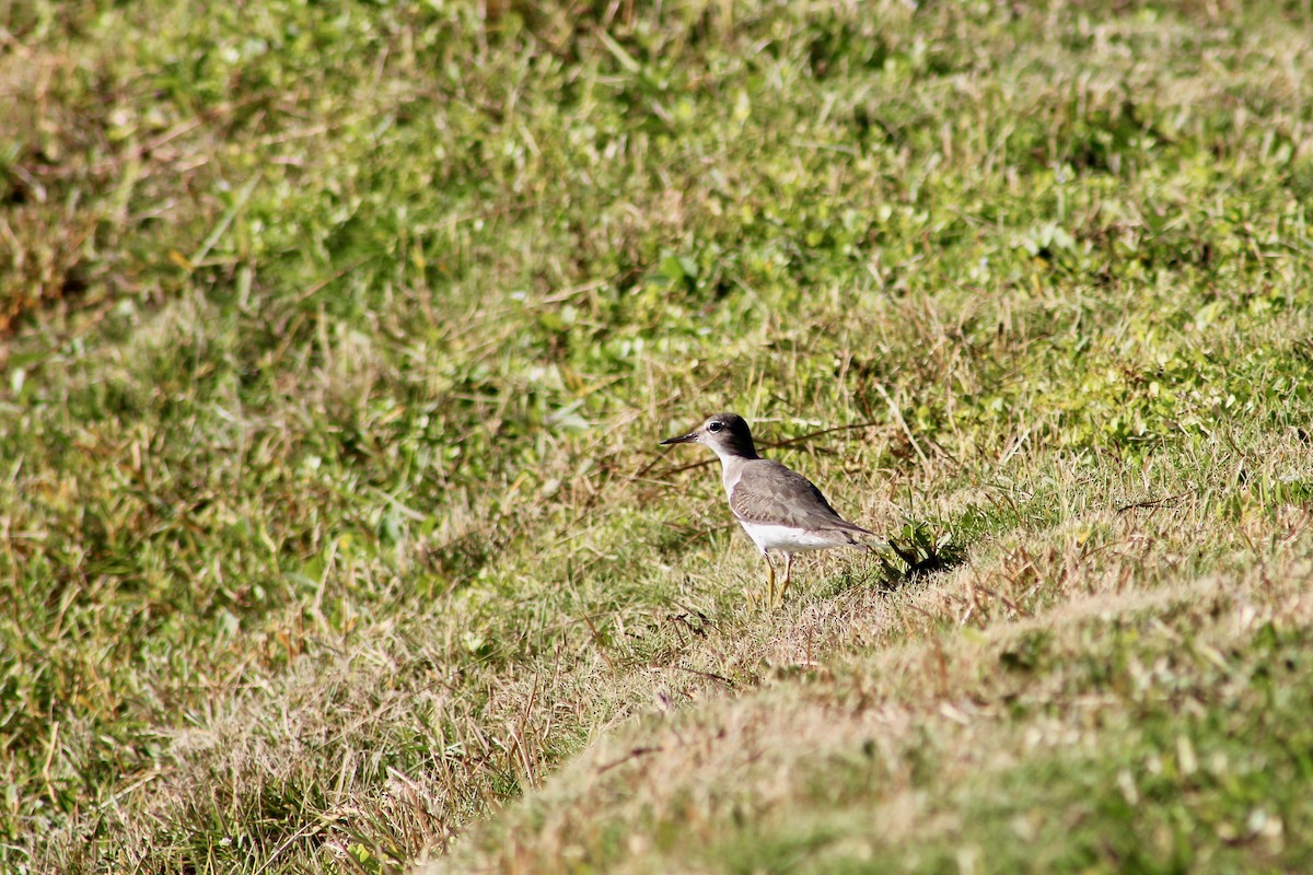 pisík americký - ML646212700
