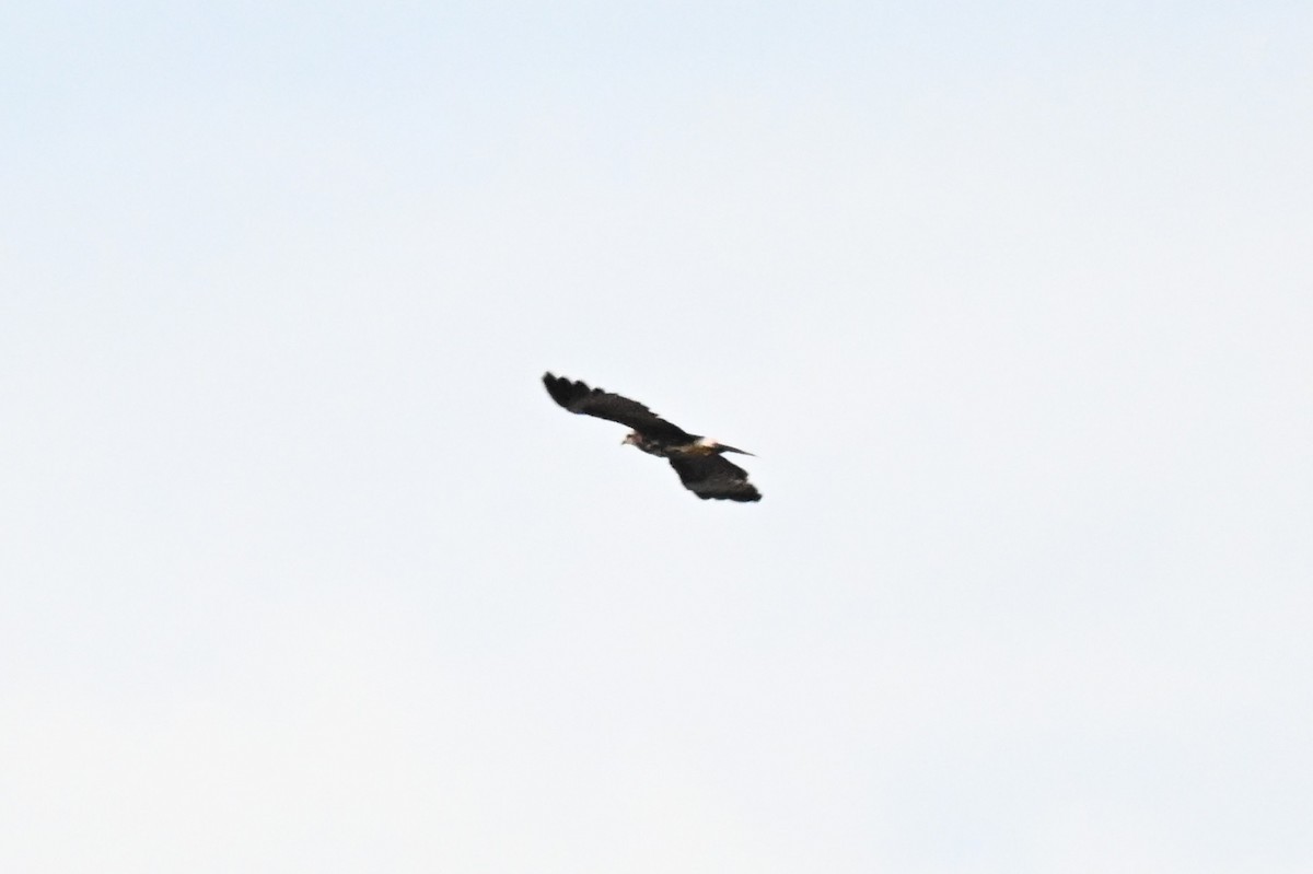 plžojed bažinný - ML646212701