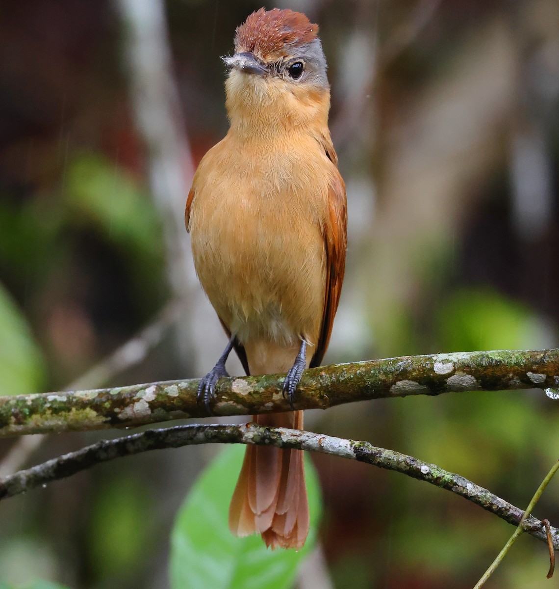Chestnut-crowned Becard - ML646212705