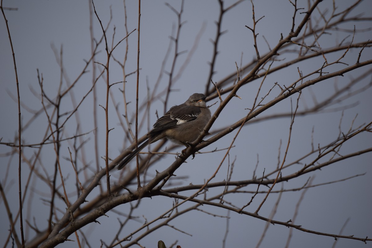 drozdec mnohohlasý - ML646212707