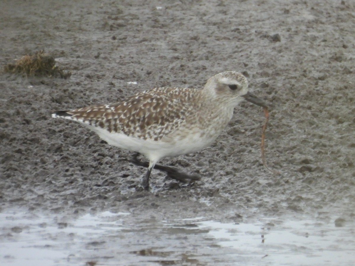 kulík bledý - ML646212710