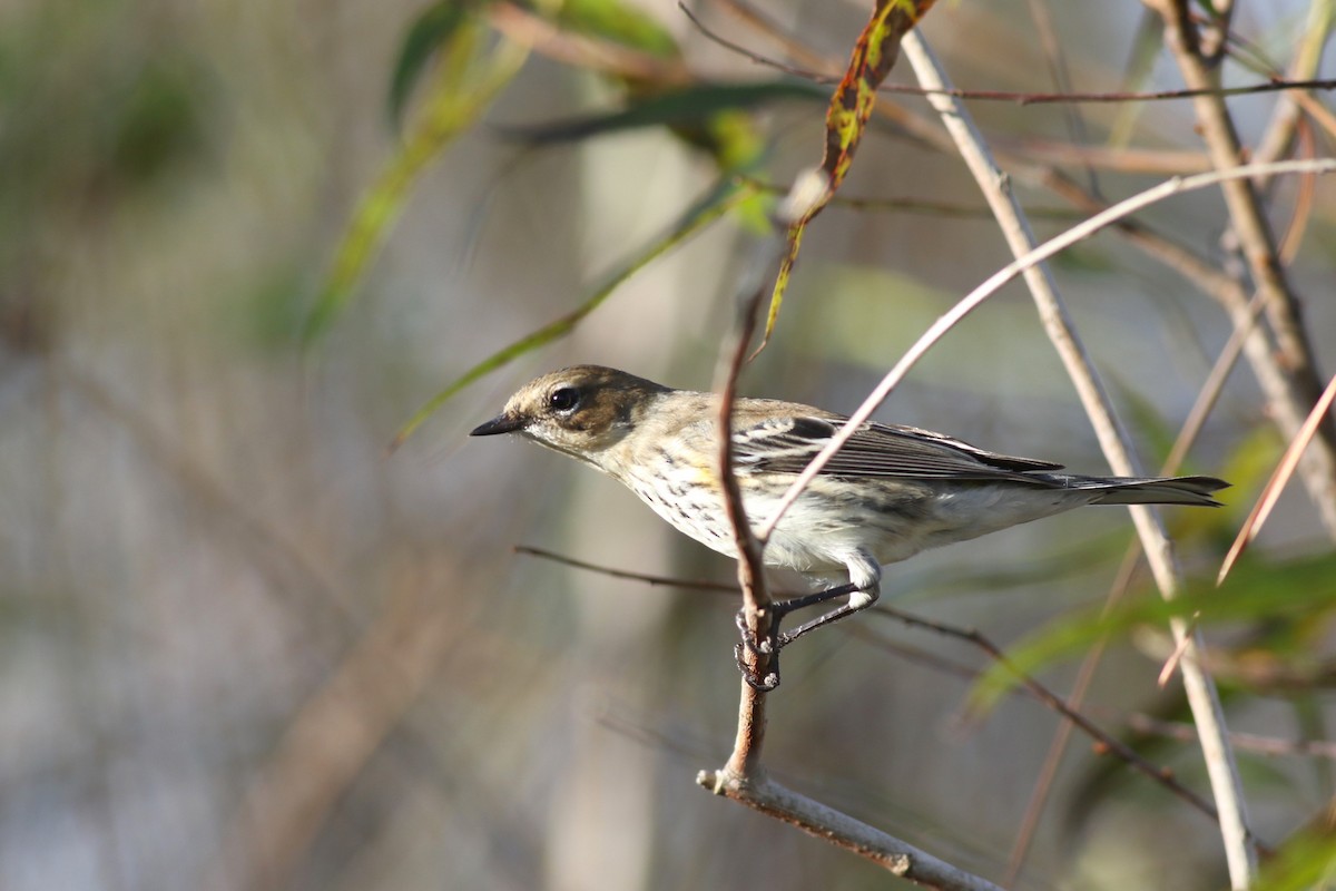 lesňáček žlutoskvrnný (ssp. coronata) - ML646212711
