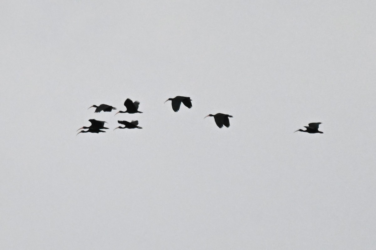 Ibis Afeitado - ML646212716