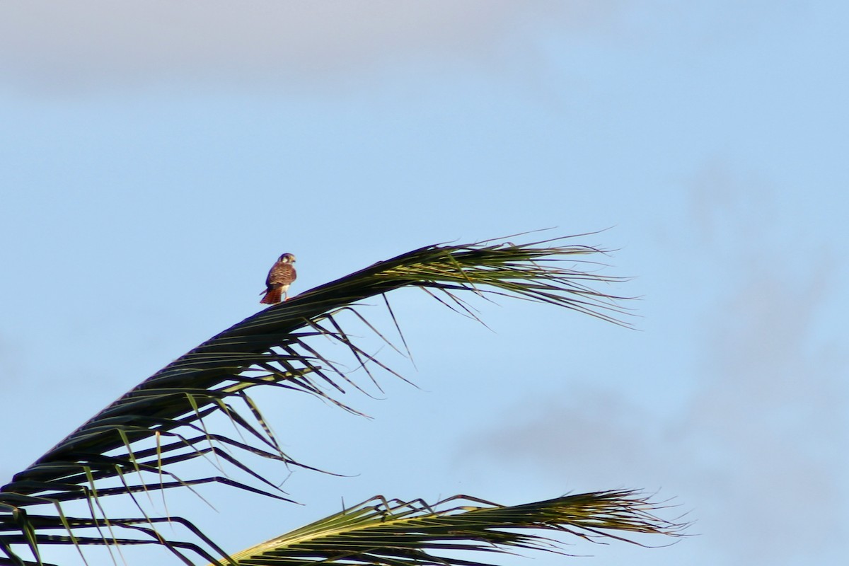 American Kestrel - ML646212717
