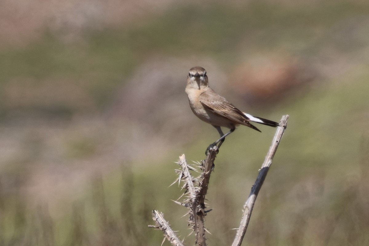 Isabelline Wheatear - ML646212721