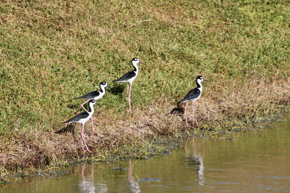 Black-necked Stilt - ML646212722