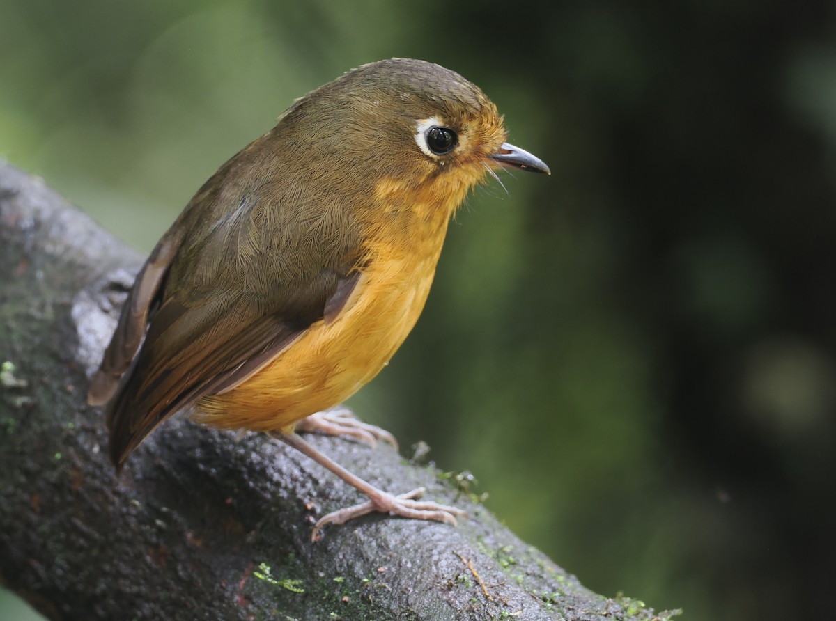 Leymebamba Antpitta - ML646212730