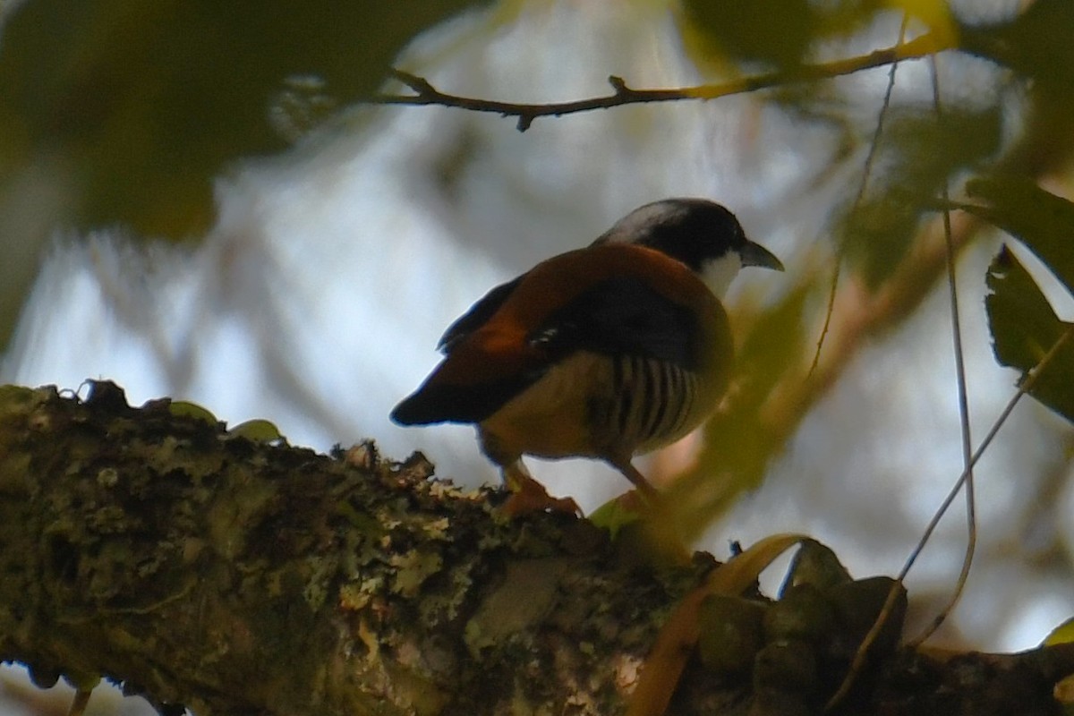 Himalayan Cutia - ML646212734