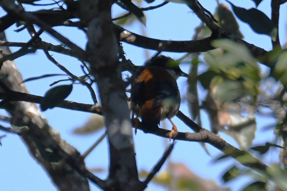 Himalayan Cutia - ML646212735