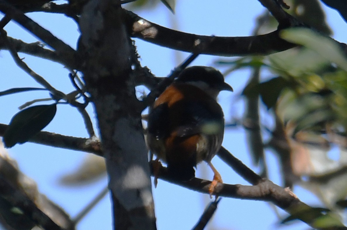 Himalayan Cutia - ML646212736