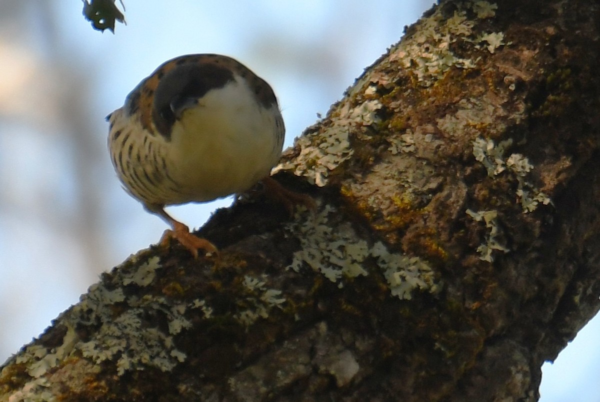 Himalayan Cutia - ML646212737