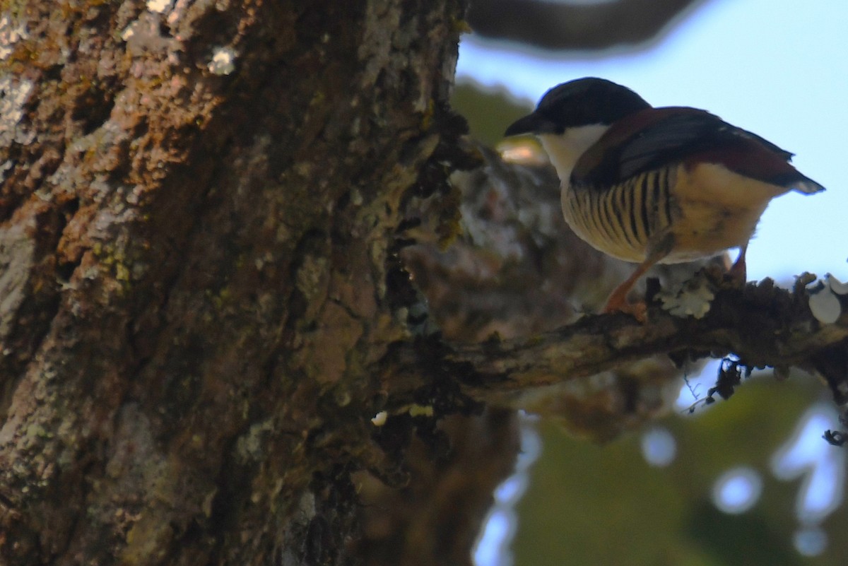Himalayan Cutia - ML646212738