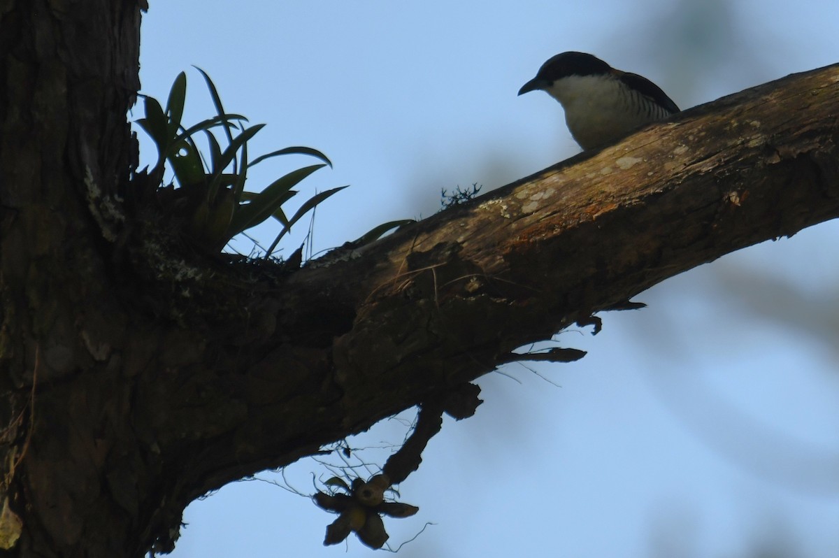 Himalayan Cutia - ML646212739