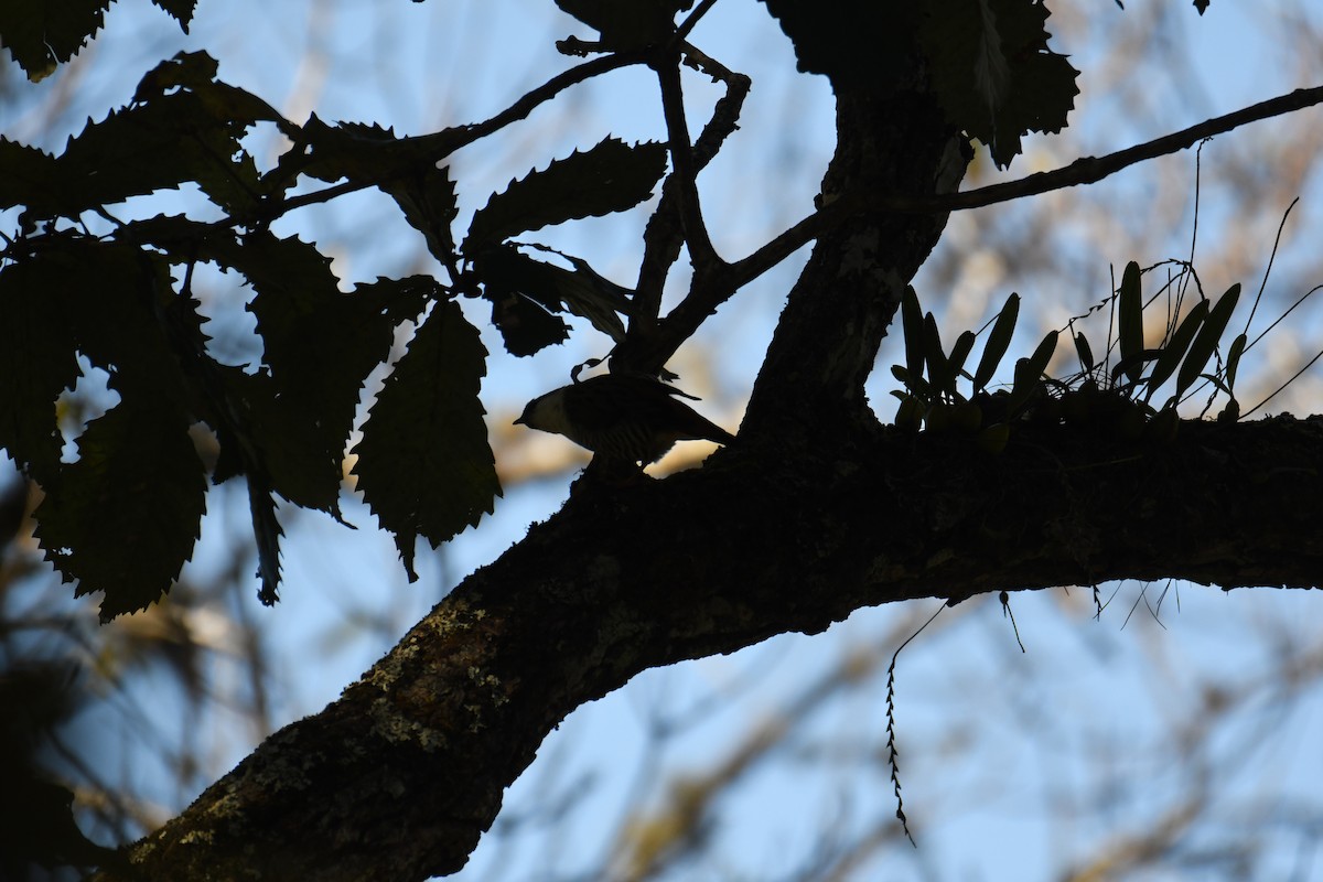 Himalayan Cutia - ML646212740