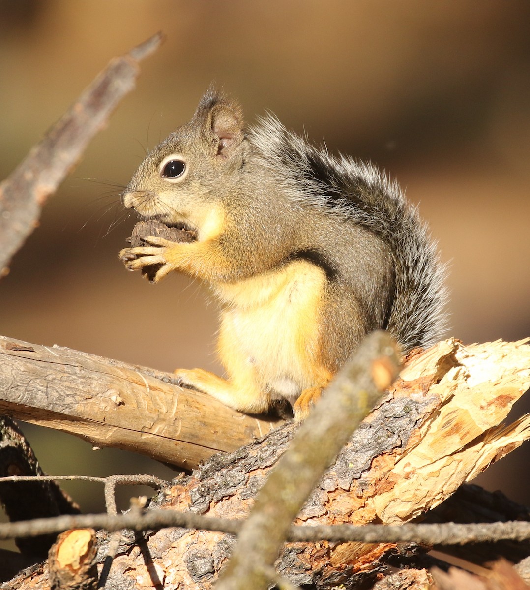 Douglas' Squirrel - ML646212743