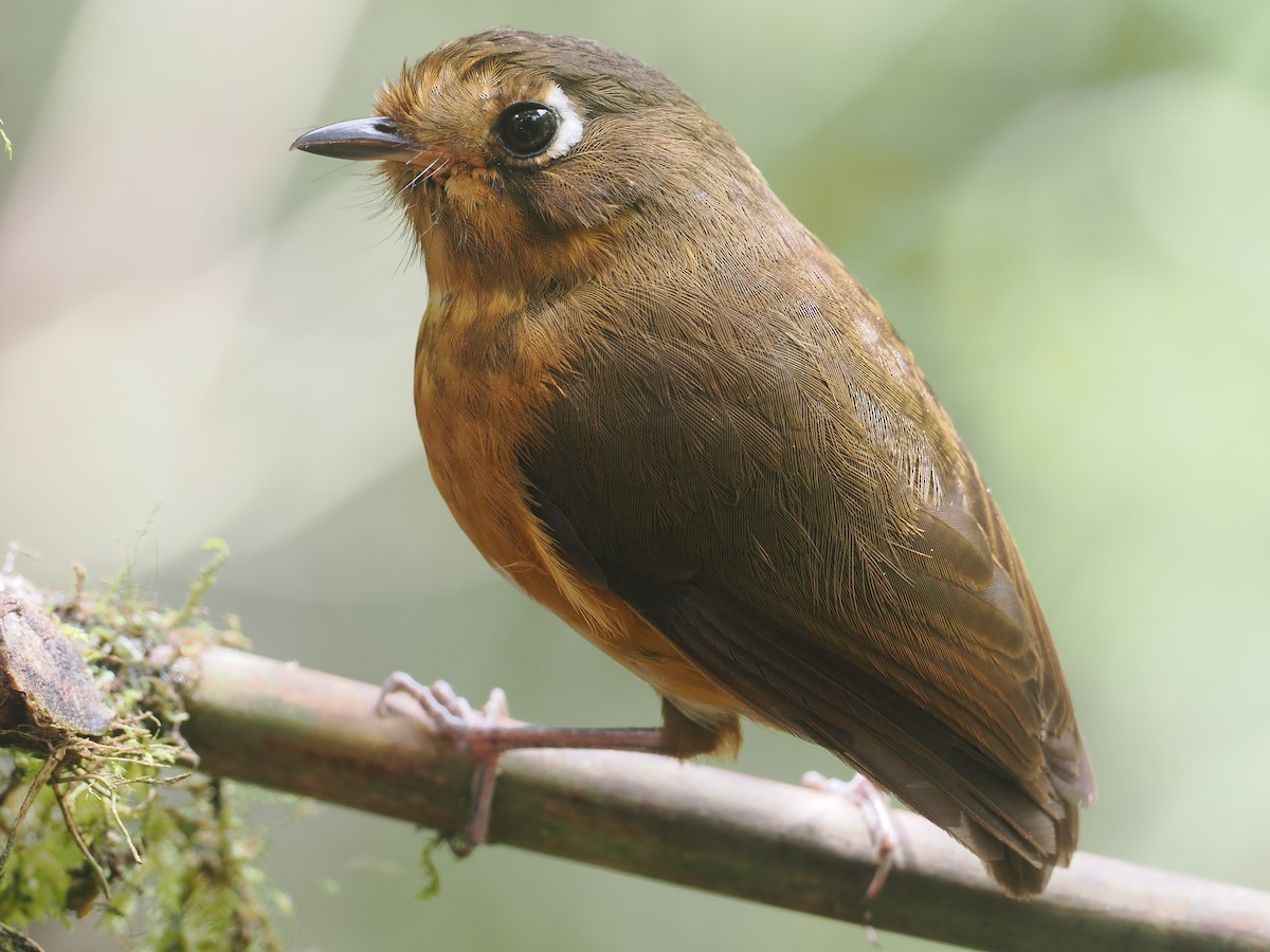 Leymebamba Antpitta - ML646212745