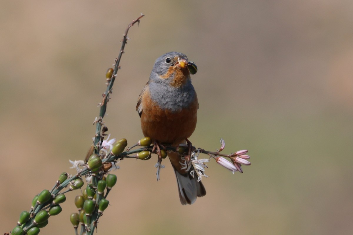 Cretzschmar's Bunting - ML646212747