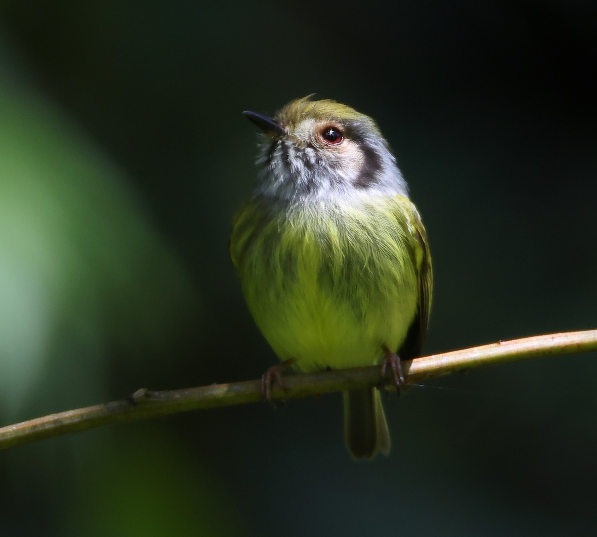 Microtyran oreillard - ML646212750