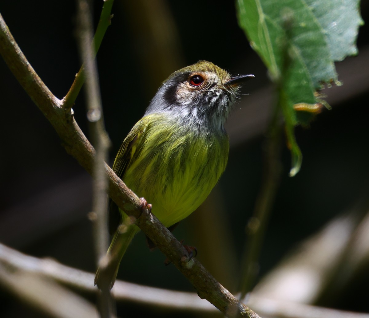 Microtyran oreillard - ML646212751