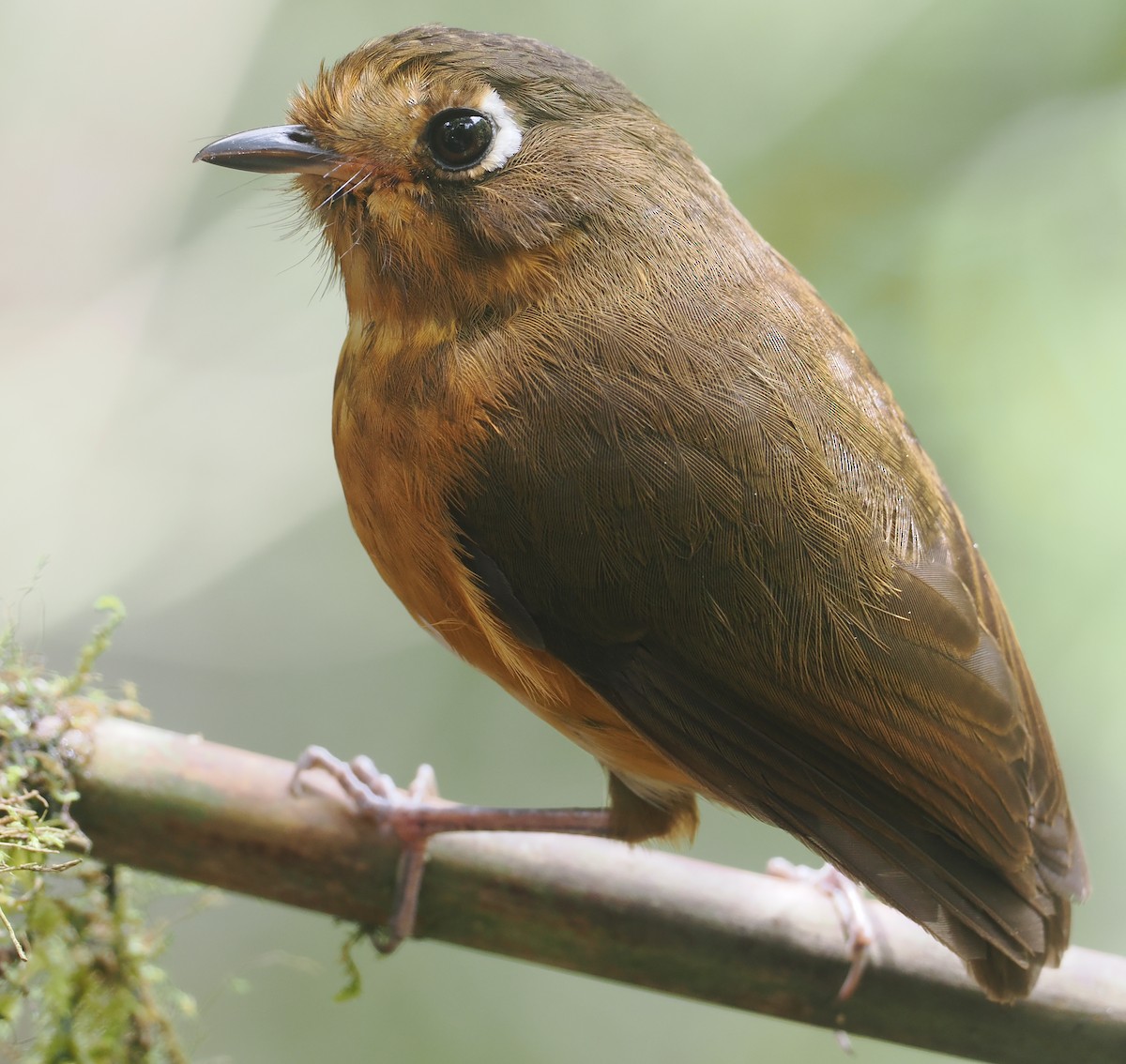 Leymebamba Antpitta - ML646212752