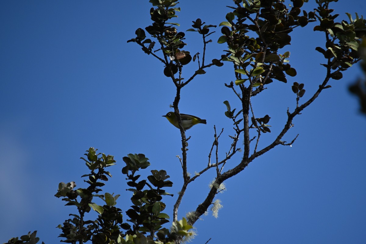 Окулярник японський - ML646212753