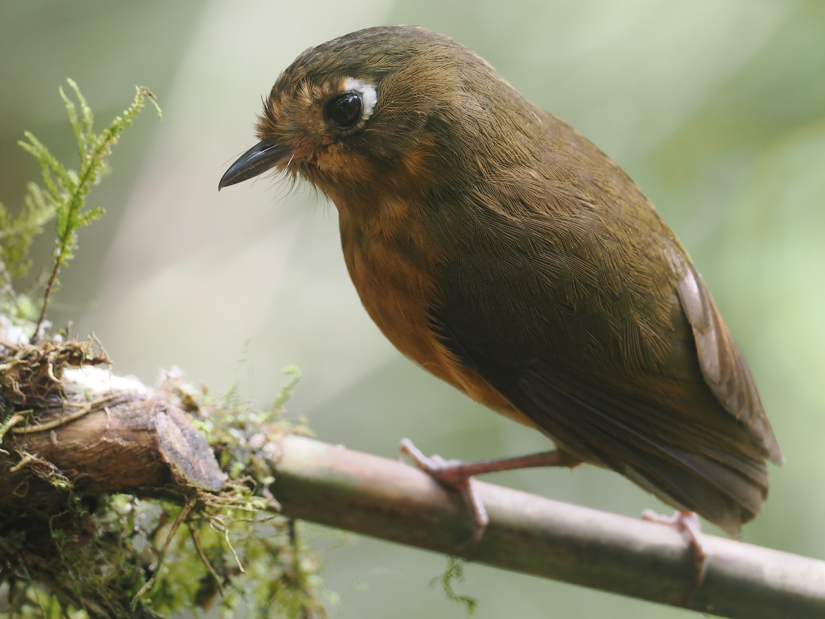 Leymebamba Antpitta - ML646212758