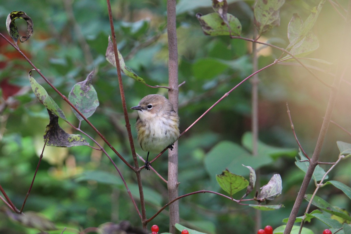 Yellow-rumped Warbler - ML646212759