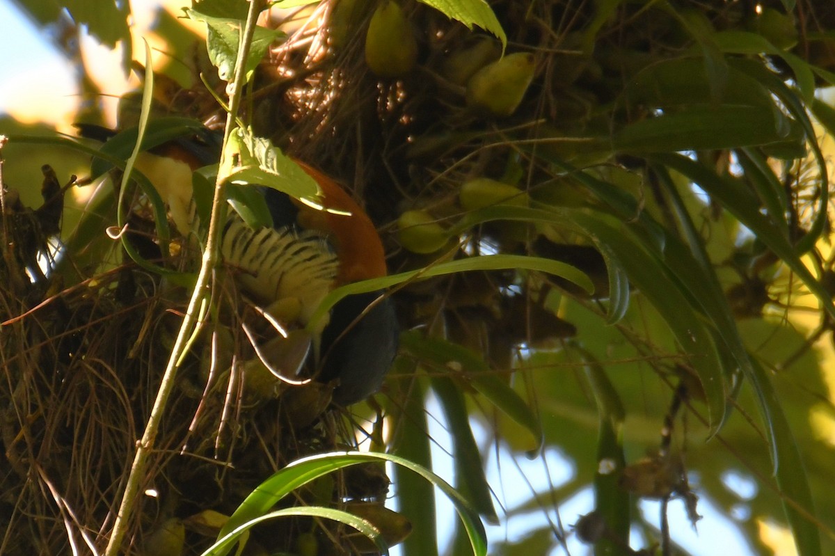 Himalayan Cutia - ML646212760
