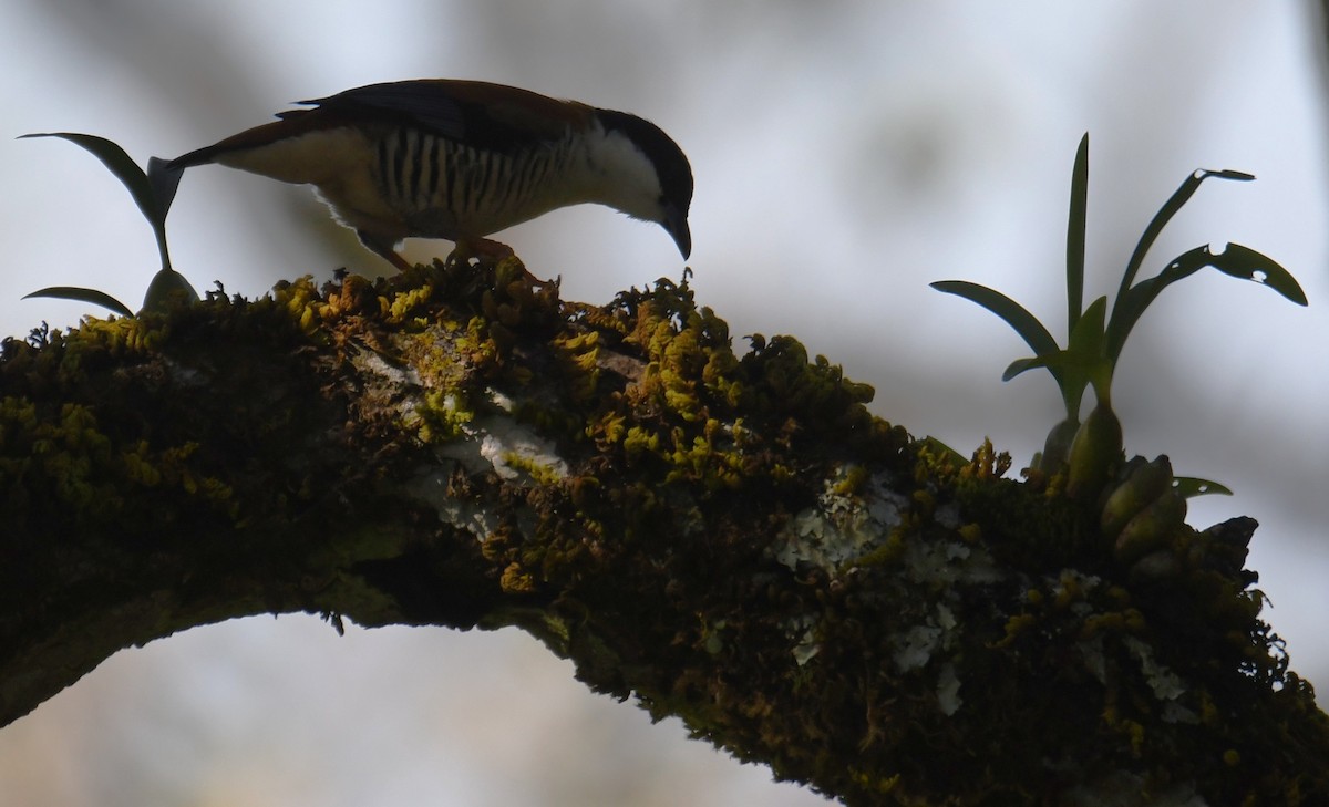 Himalayan Cutia - ML646212761