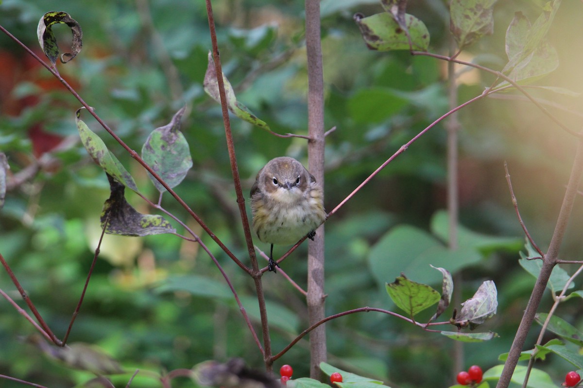 Yellow-rumped Warbler - ML646212762