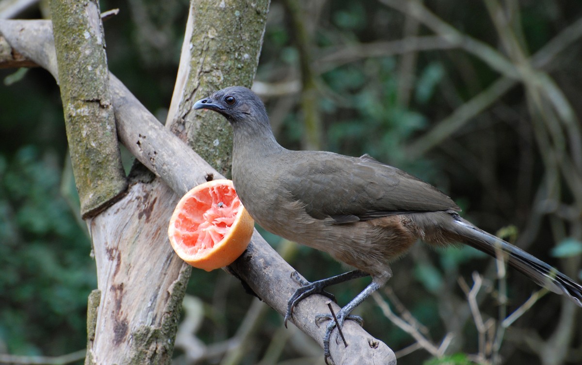 Plain Chachalaca - ML646212763