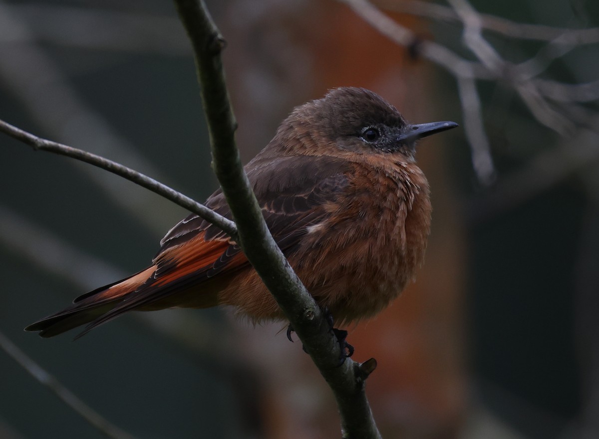 Cliff Flycatcher - ML646212764