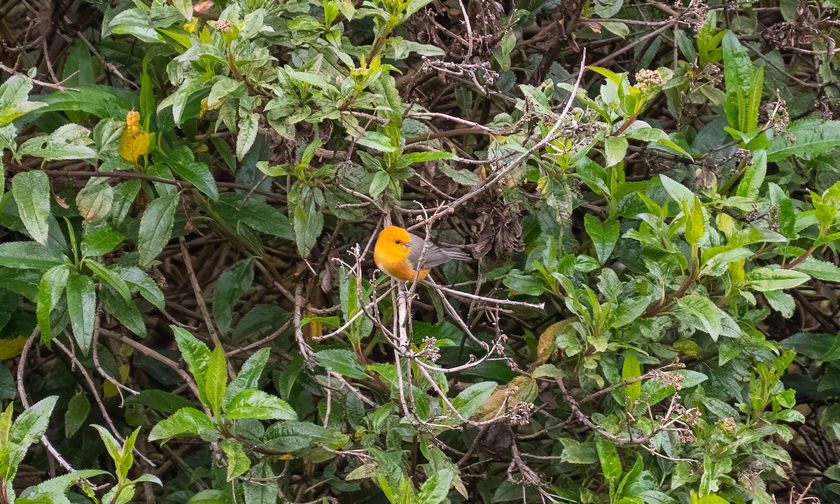 Rufous-chested Tanager - ML646212765