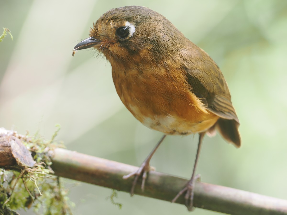 Leymebamba Antpitta - ML646212766