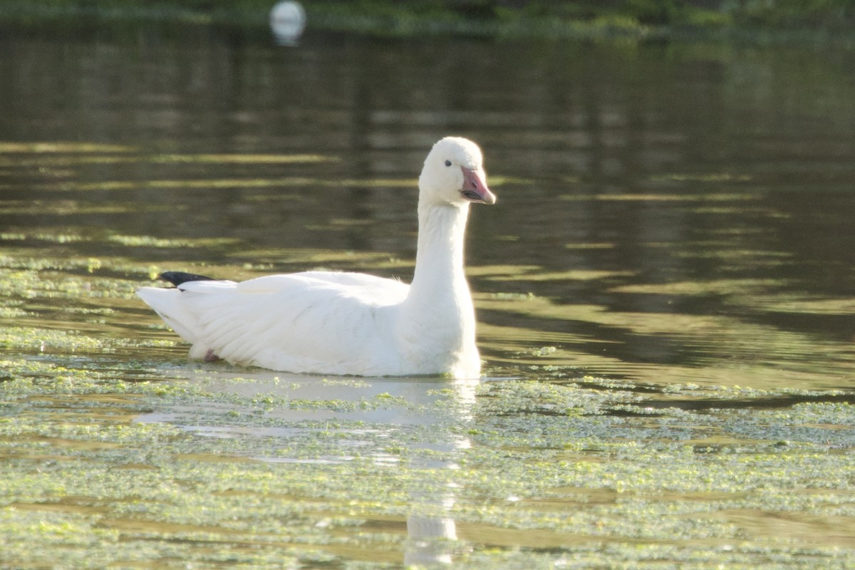 Snow Goose - ML646212767